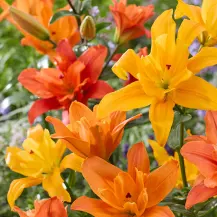 YouGarden.com: Garden Refresh Sale