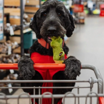 Tractor Supply：本周热卖精选 狗狗玩具第2件5折