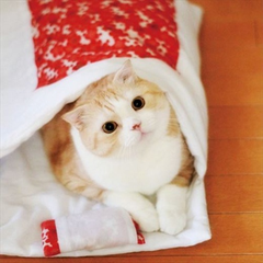 猫咪专用超萌小睡袋