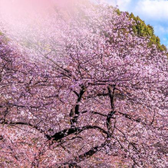 樱花季来临~携程国际：精选 东京、大阪、京都、札幌等地酒店预定