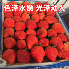 【返利14.4%】丹东 新鲜草莓 3斤