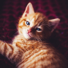 Chewy：宠物零食立享6折