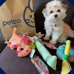 Petco：精选狗狗零食，磨牙棒，洁牙棒热卖