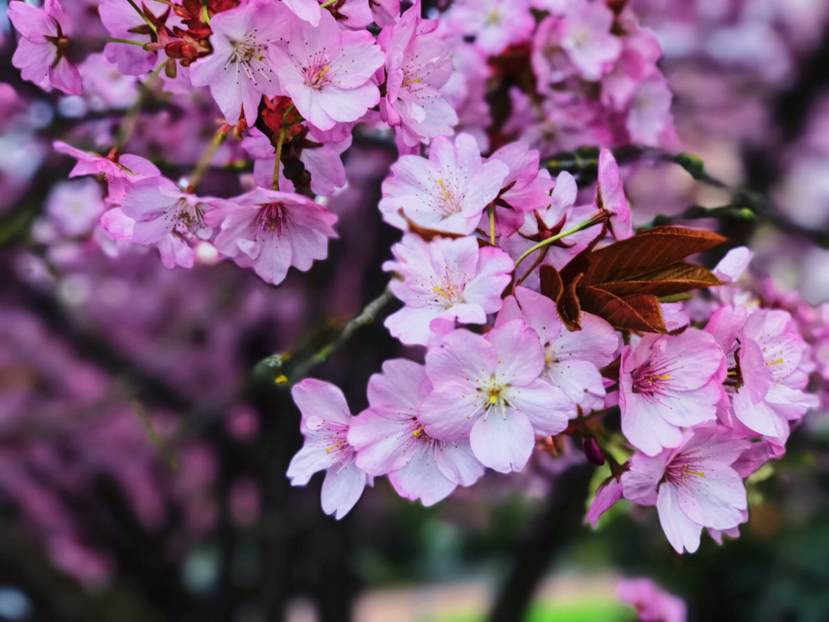 西雅图樱花季旅游攻略西雅图是一个很有味道的城市不像纽约洛杉矶拥挤