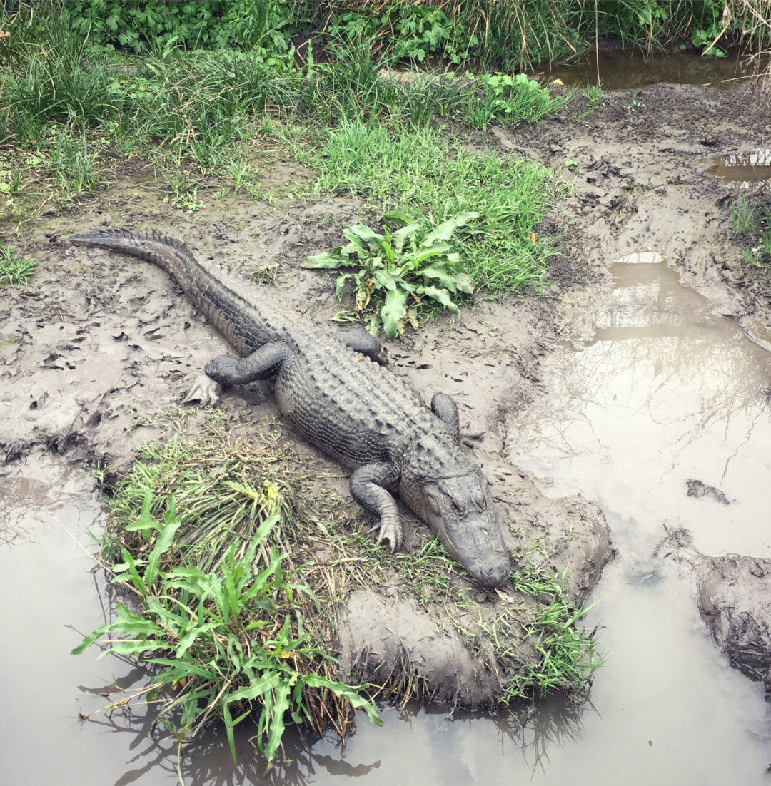 休斯顿周边游 开车大约1小时左右 鳄园🐊
 特别小众，人特