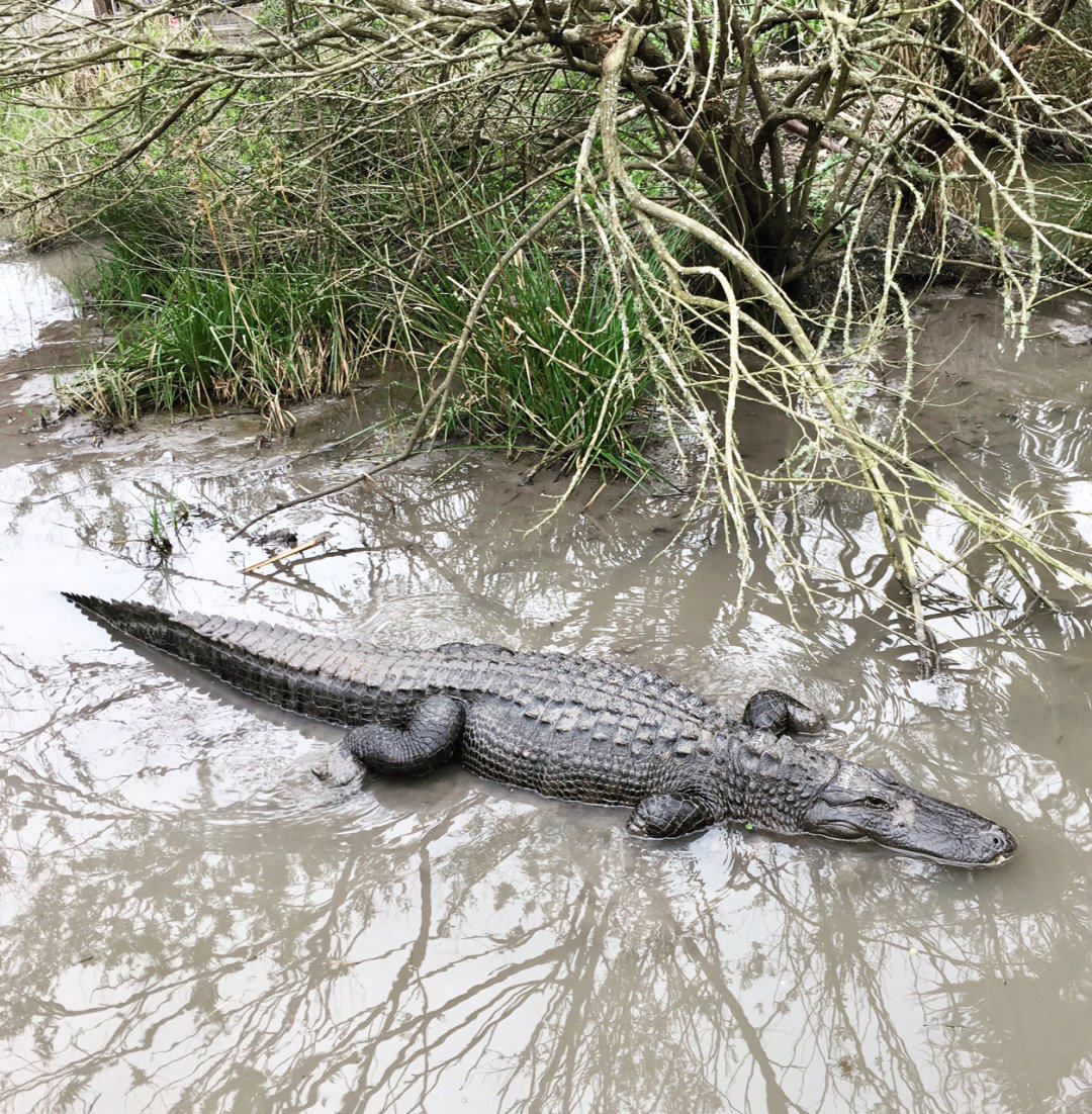 休斯顿周边游 开车大约1小时左右 鳄园🐊
 特别小众，人特