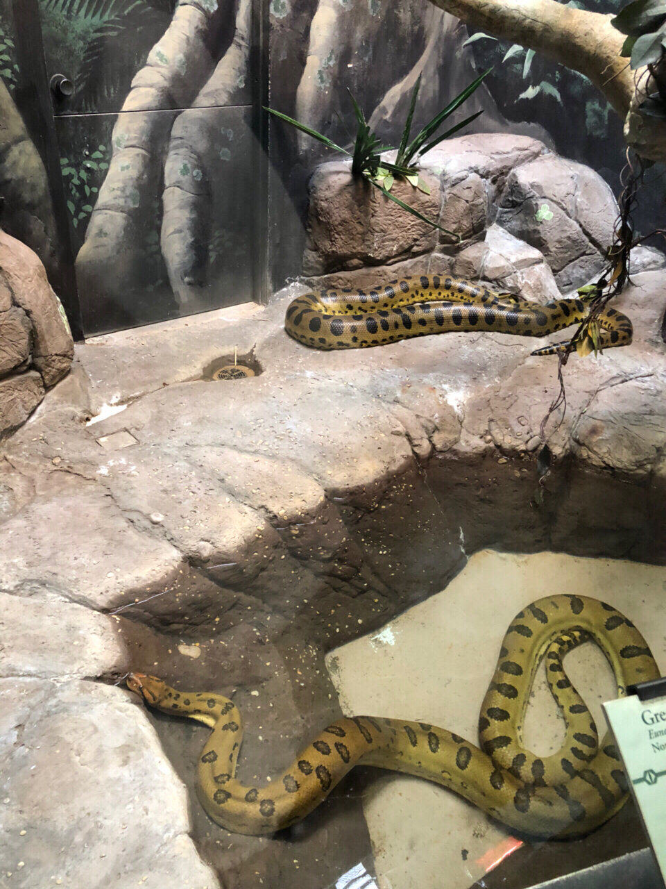 动物园吧7915这次因为去宾州看弟弟,所以我们一家人就在费城玩了