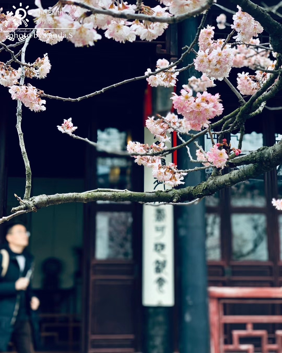 人间三月芳菲尽 好一个花花世界 🌸🌸🌸🌸🌸🌸 真