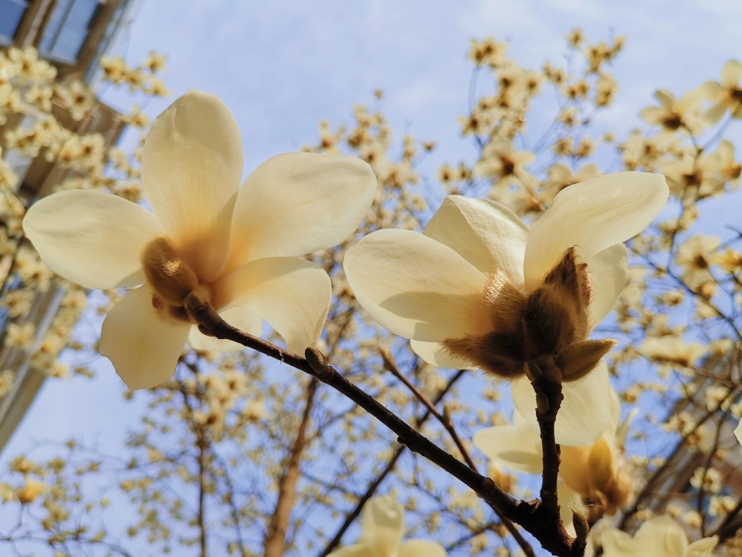 人间三月芳菲尽 好一个花花世界 🌸🌸🌸🌸🌸🌸 真