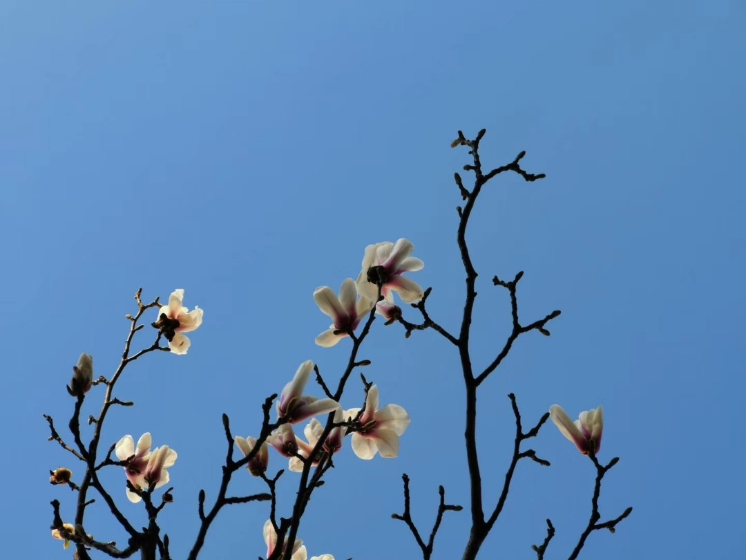 人间三月芳菲尽 好一个花花世界 🌸🌸🌸🌸🌸🌸 真