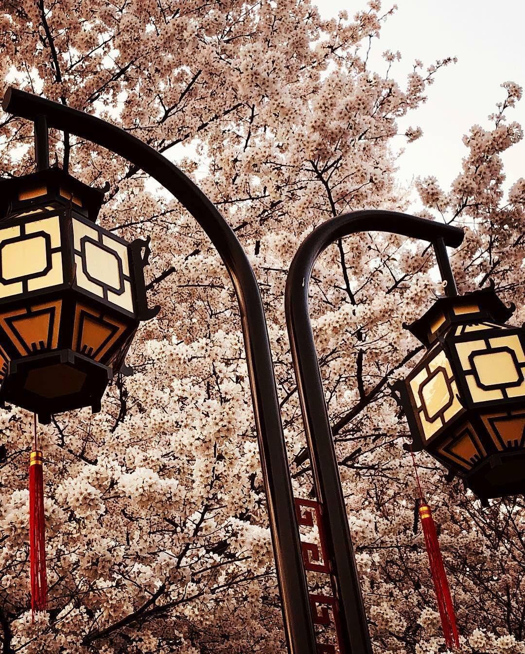 🌸🌸国内樱花好去处❗️马住周末出游❗️ 上篇说了日本樱花