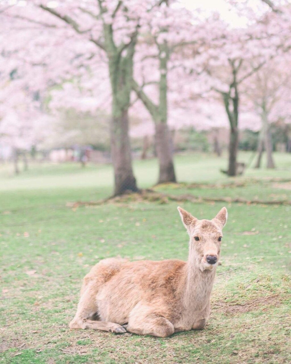 🔥🔥🌸樱花季最值得去的地方❗️🌸日本篇🌸     