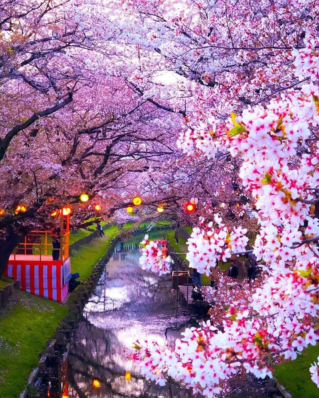 🔥🔥🌸樱花季最值得去的地方❗️🌸日本篇🌸     