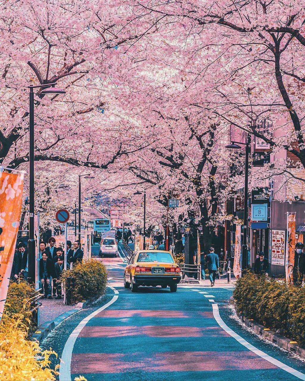 🔥🔥🌸樱花季最值得去的地方❗️🌸日本篇🌸     