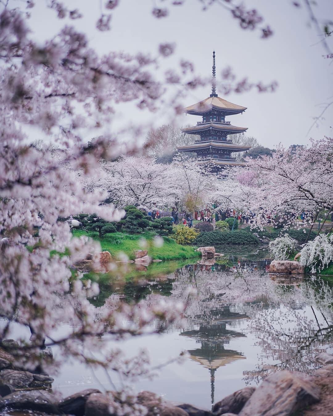 🌸🌸国内樱花好去处❗️马住周末出游❗️ 上篇说了日本樱花