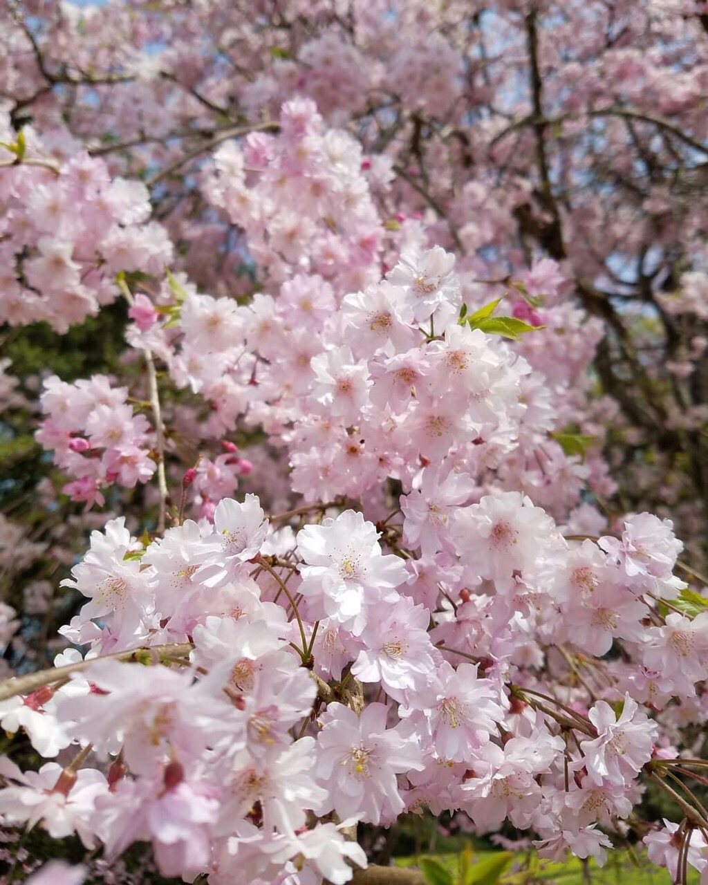 🔥🔥🌸樱花季最值得去的地方❗️🌸日本篇🌸     