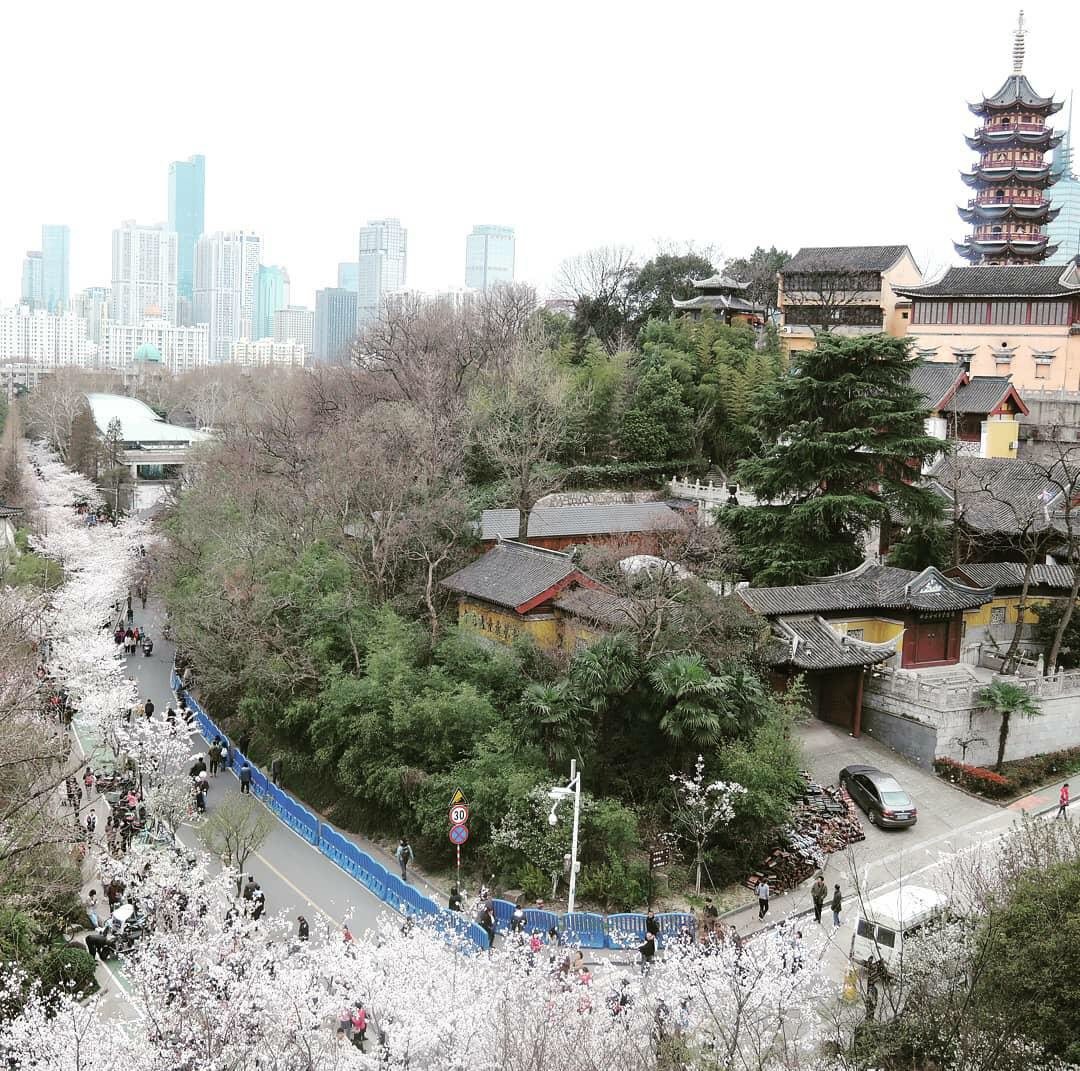 🌸🌸国内樱花好去处❗️马住周末出游❗️ 上篇说了日本樱花