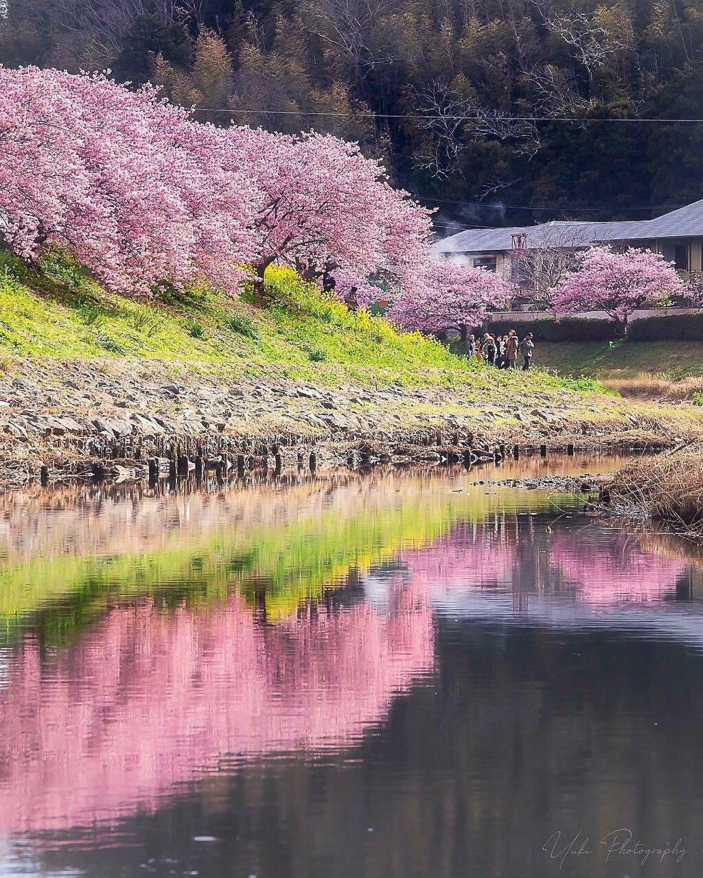 🔥🔥🌸樱花季最值得去的地方❗️🌸日本篇🌸     