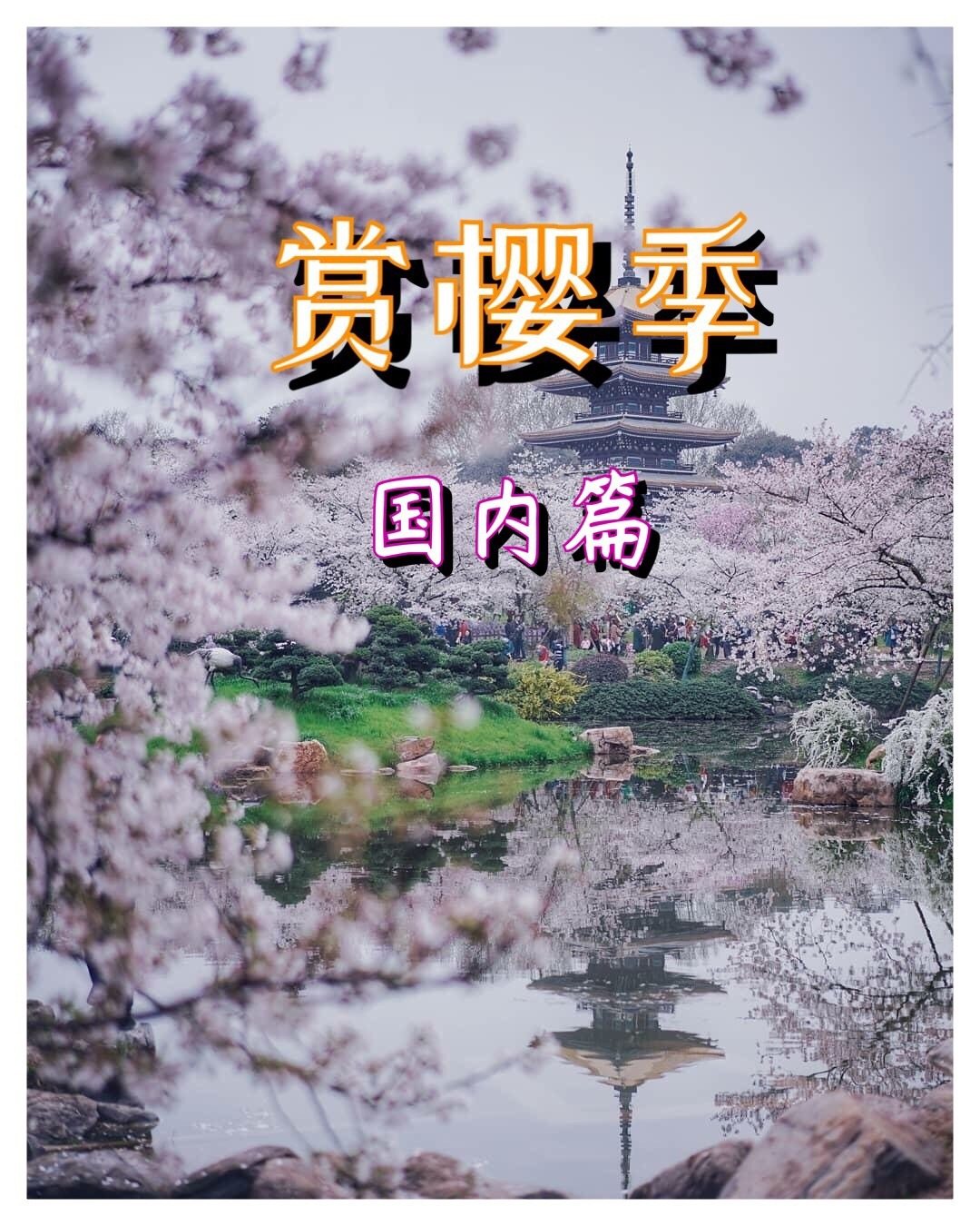 🌸🌸国内樱花好去处❗️马住周末出游❗️ 上篇说了日本樱花