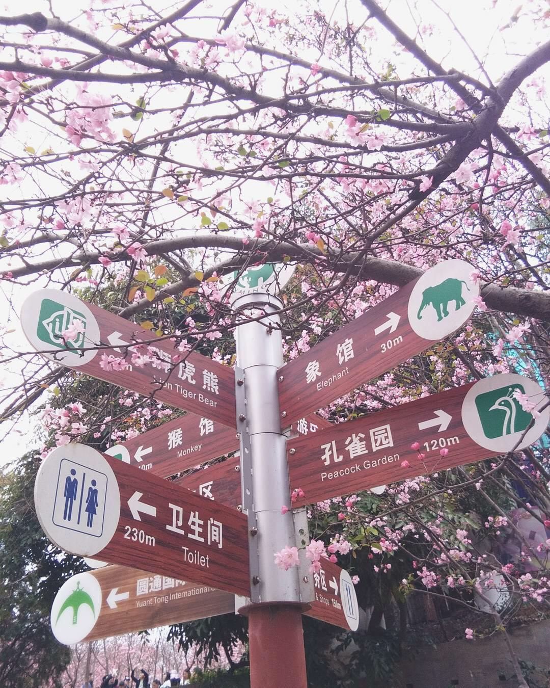 🌸🌸国内樱花好去处❗️马住周末出游❗️ 上篇说了日本樱花