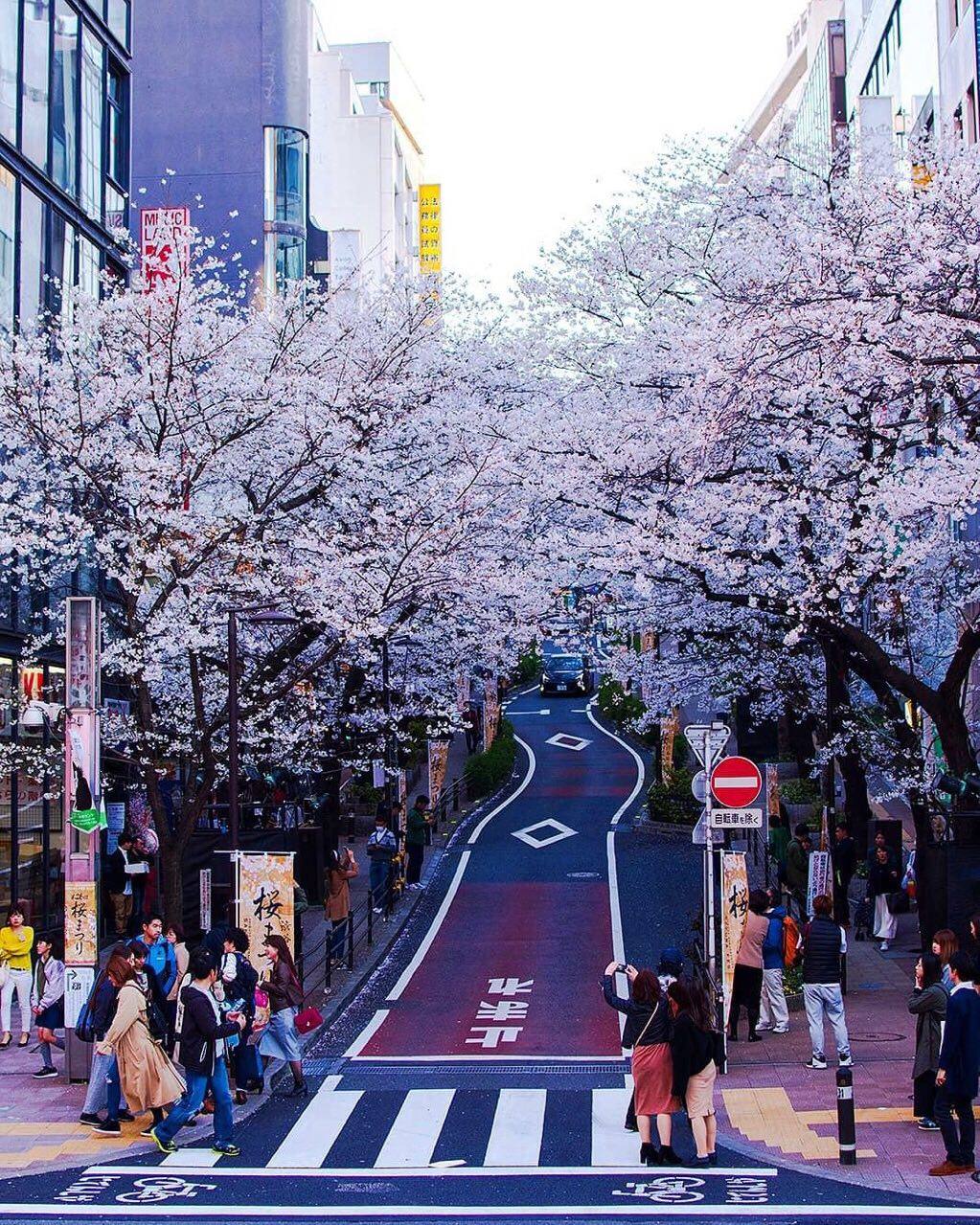 🔥🔥🌸樱花季最值得去的地方❗️🌸日本篇🌸     