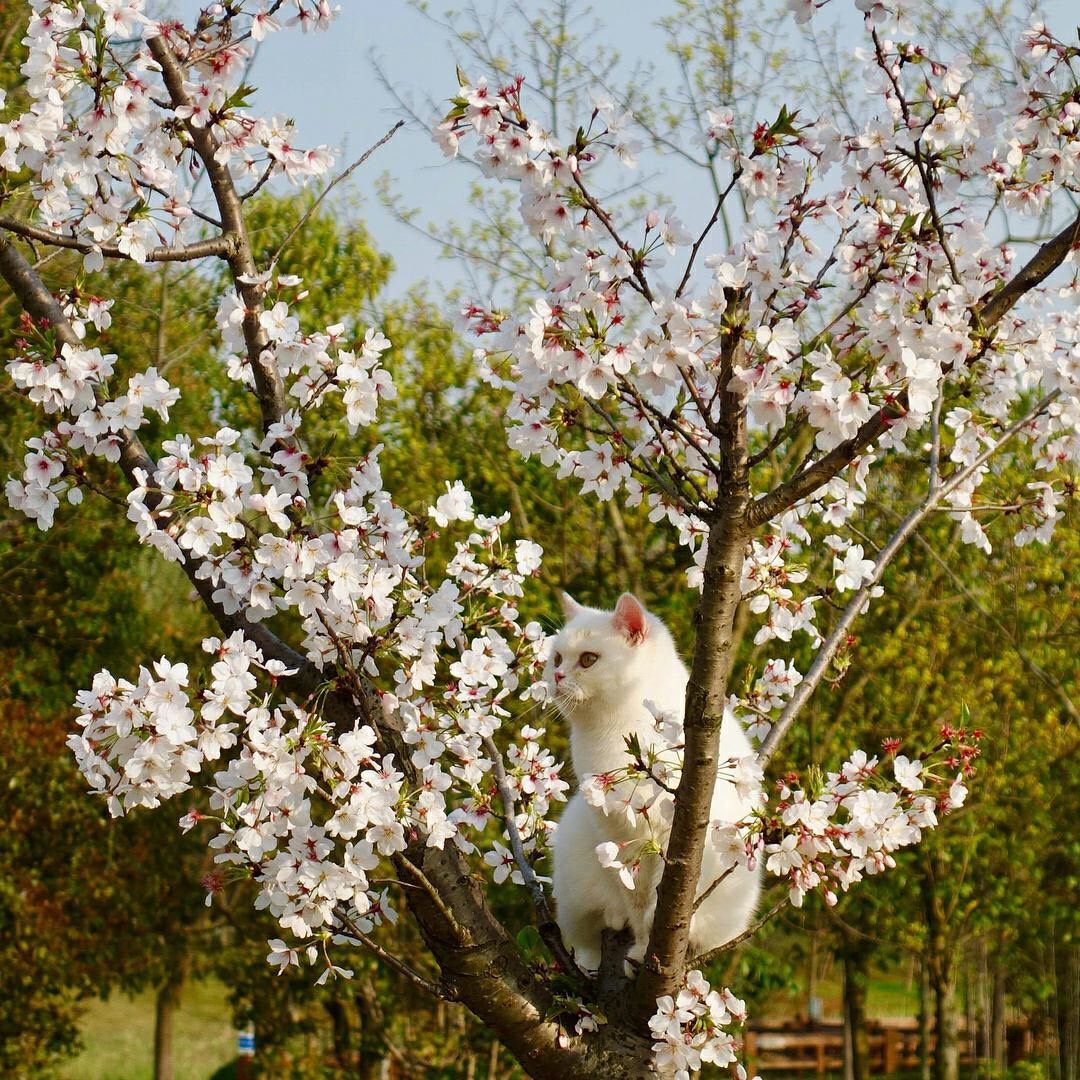 🌸🌸国内樱花好去处❗️马住周末出游❗️ 上篇说了日本樱花