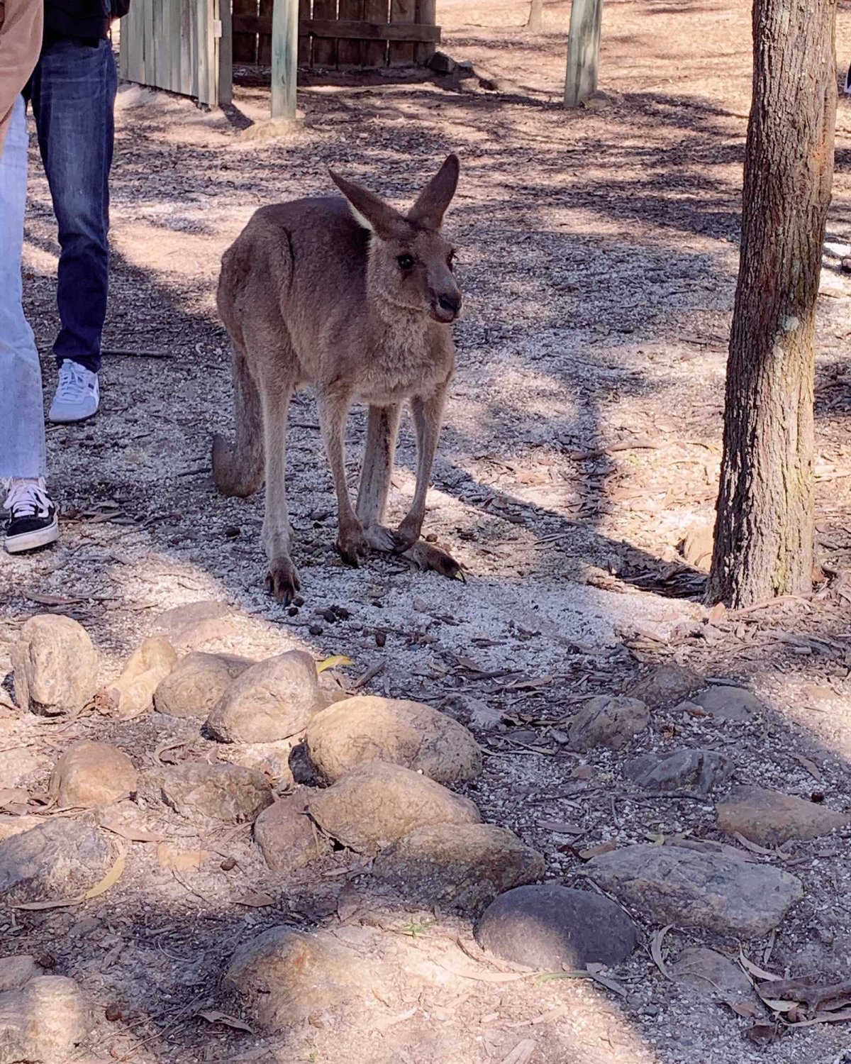 挑战打卡第二天 今天来说说澳洲黄金海岸这边游玩感受～最近正好