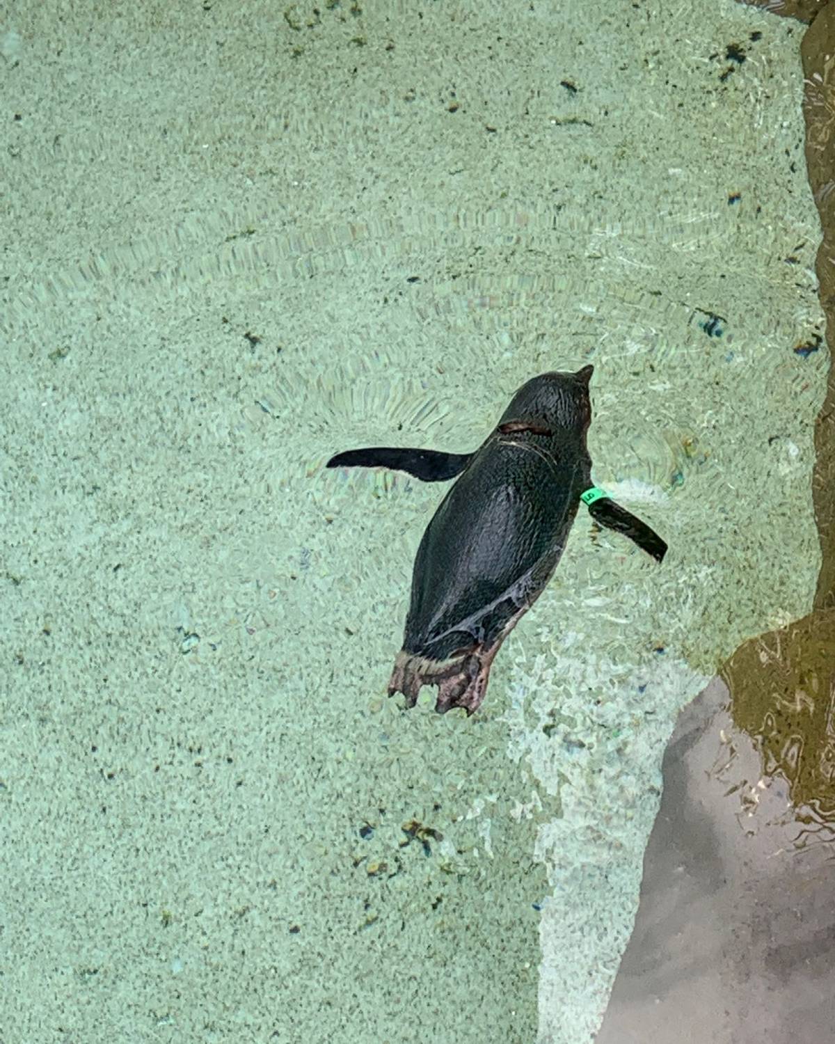 挑战打卡第二天 今天来说说澳洲黄金海岸这边游玩感受～最近正好