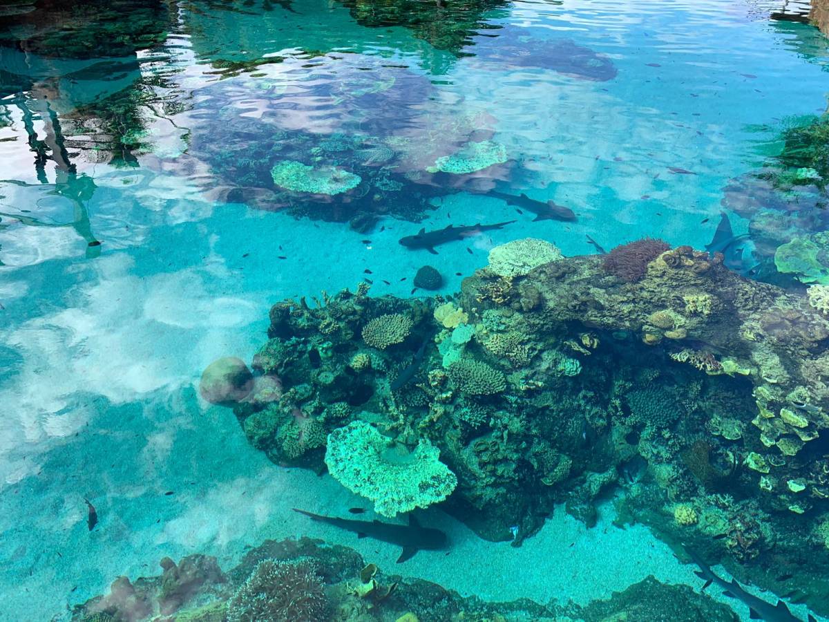 挑战打卡第二天 今天来说说澳洲黄金海岸这边游玩感受～最近正好