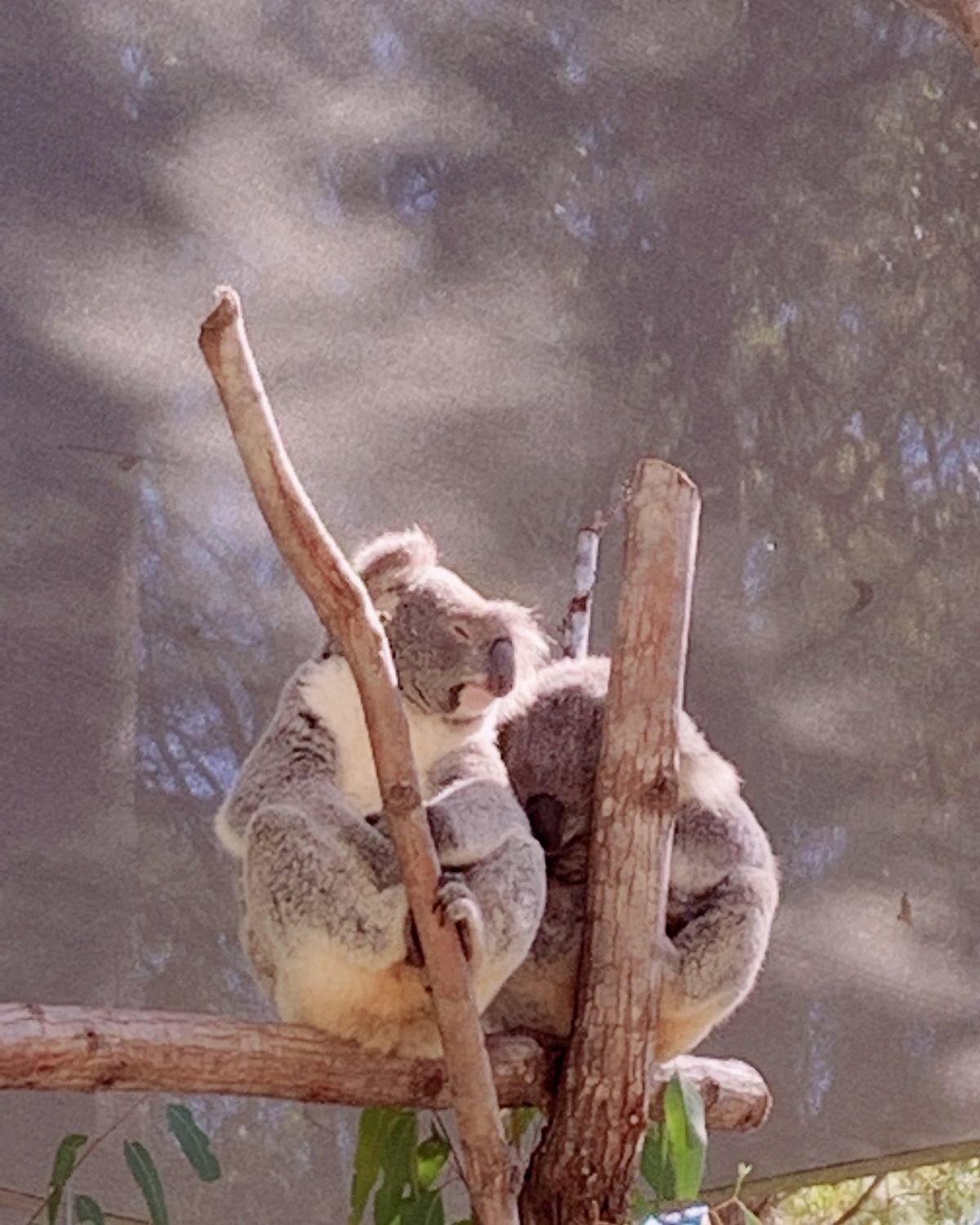 挑战打卡第二天 今天来说说澳洲黄金海岸这边游玩感受～最近正好