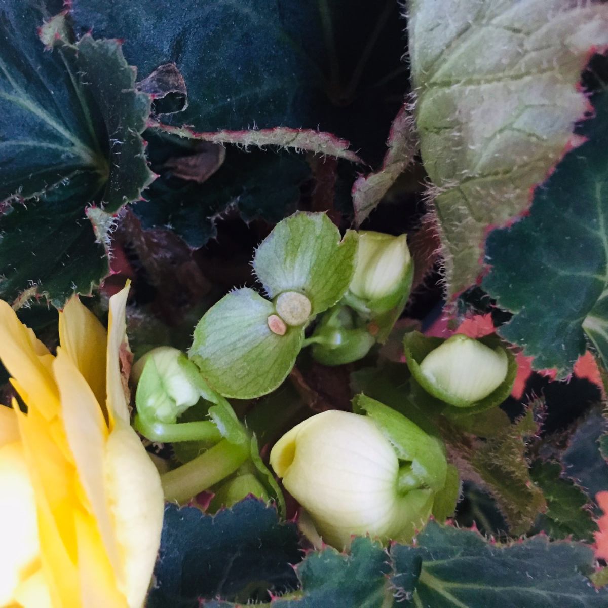 夫妻海棠 今天说一说我们家的夫妻海棠🌺，大家可能听说过海棠