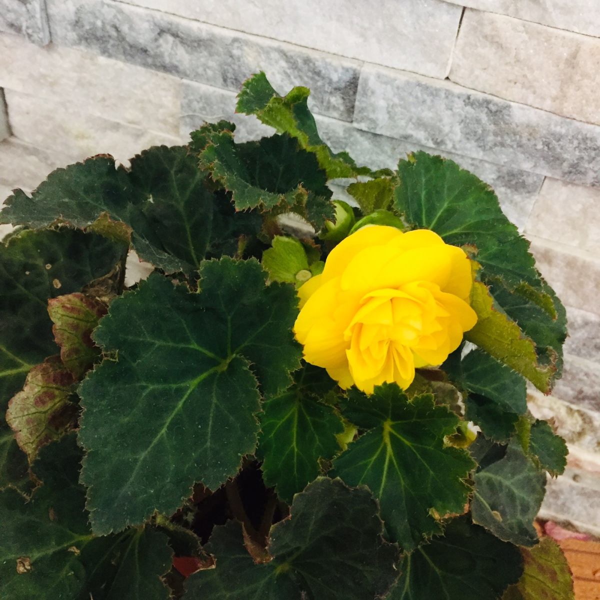 夫妻海棠 今天说一说我们家的夫妻海棠🌺，大家可能听说过海棠