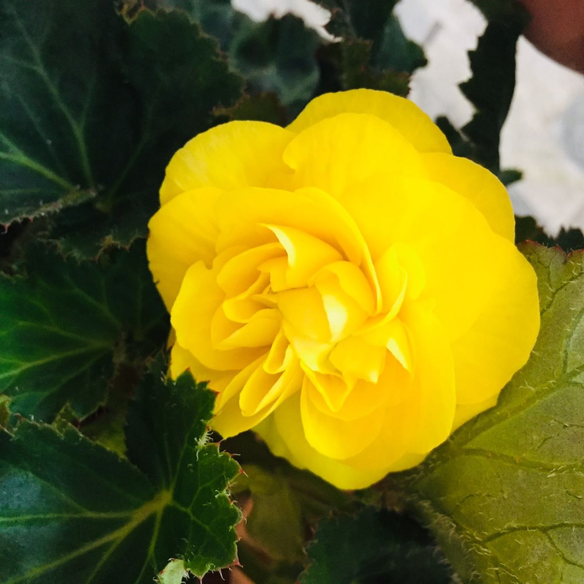 夫妻海棠 今天说一说我们家的夫妻海棠🌺，大家可能听说过海棠