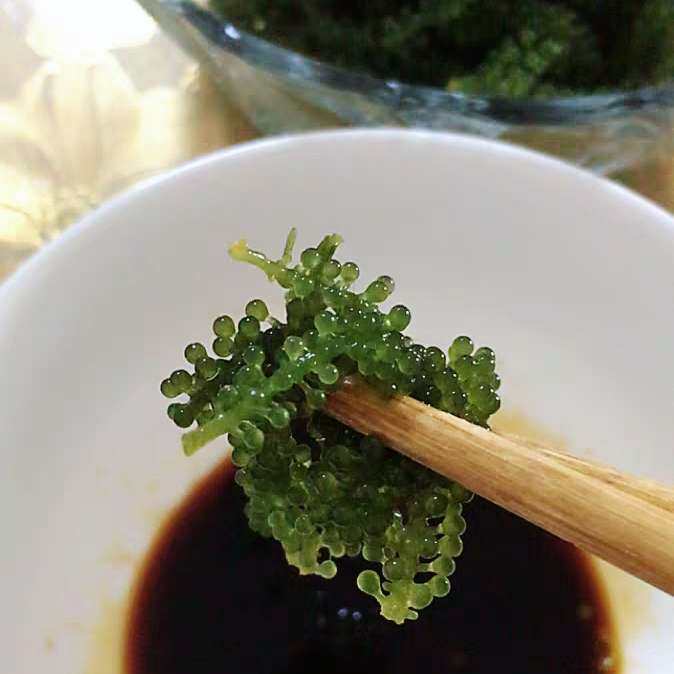 海葡萄 海葡萄是长茎葡萄蕨藻 一种可食用藻类 营养价值高 在