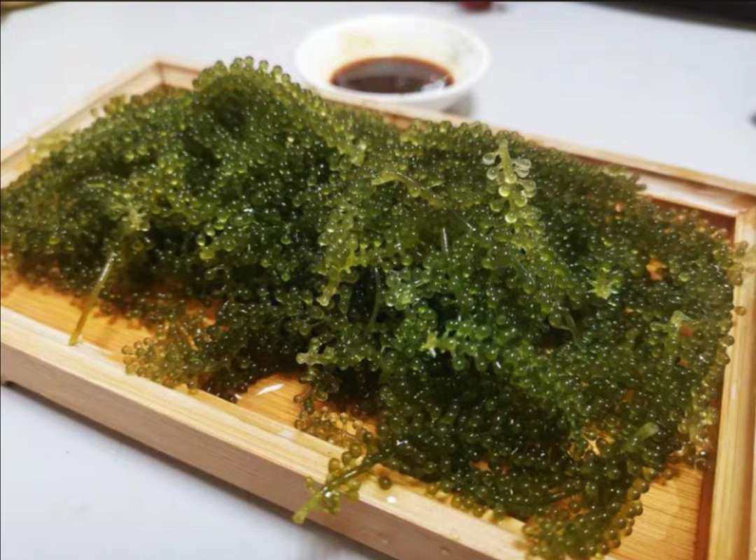 海葡萄 海葡萄是长茎葡萄蕨藻 一种可食用藻类 营养价值高 在
