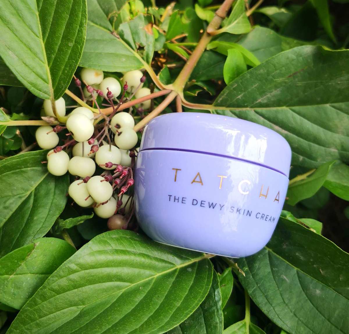 Tatcha美国官网买产品，赠送了一个小小的丰盈补水保湿面霜