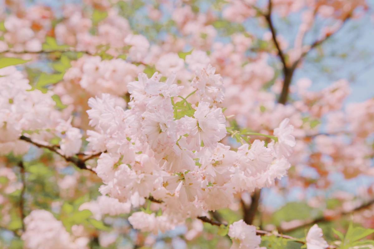 春日赏樱好去处-武汉磨山景区🌸  武汉的樱花超级有名，除了