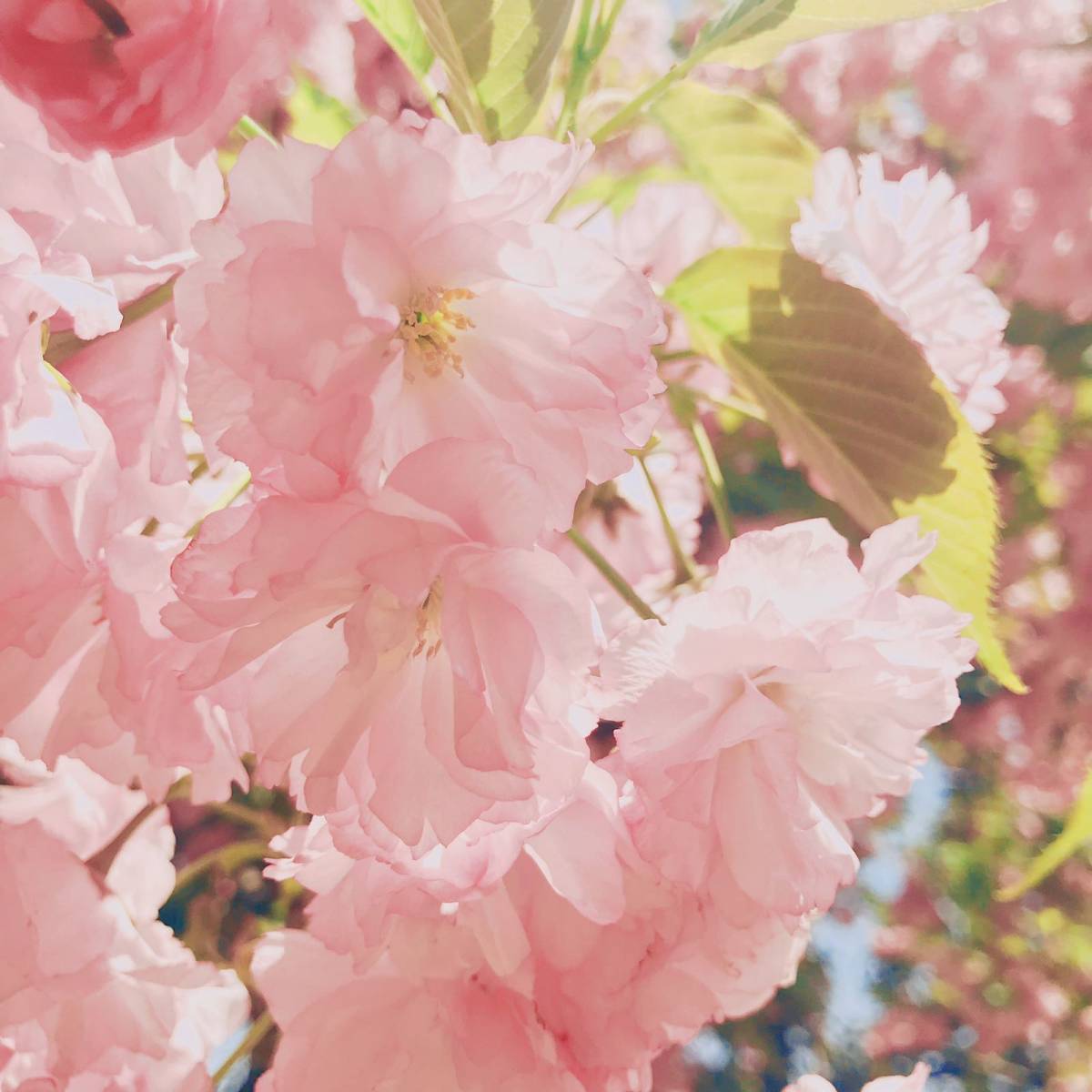 春日赏樱好去处-武汉磨山景区🌸  武汉的樱花超级有名，除了