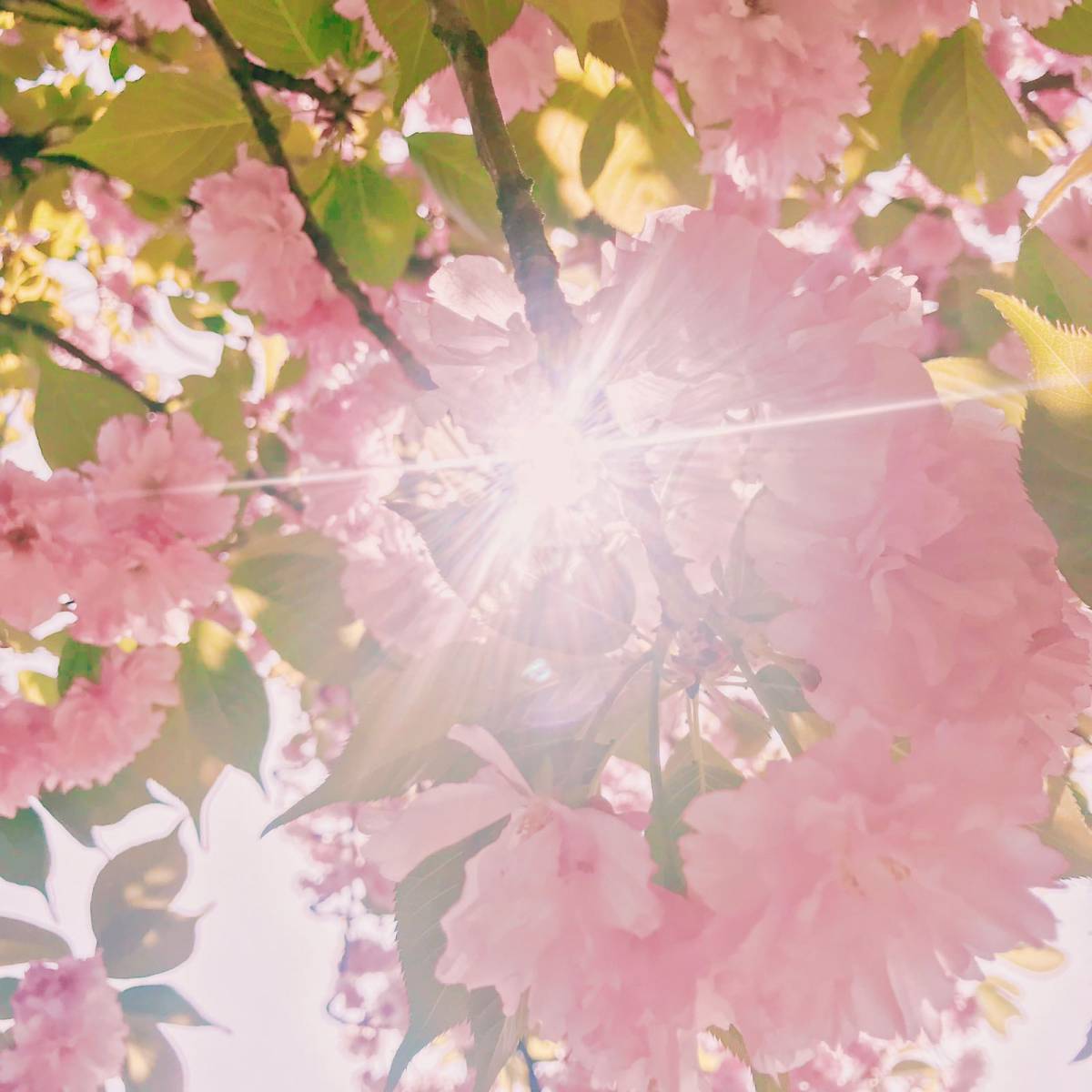 春日赏樱好去处-武汉磨山景区🌸  武汉的樱花超级有名，除了