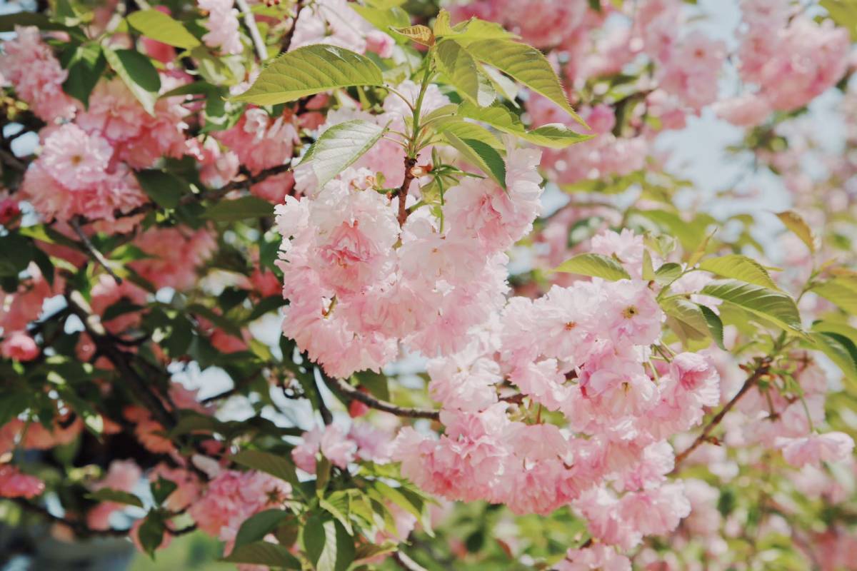 春日赏樱好去处-武汉磨山景区🌸  武汉的樱花超级有名，除了