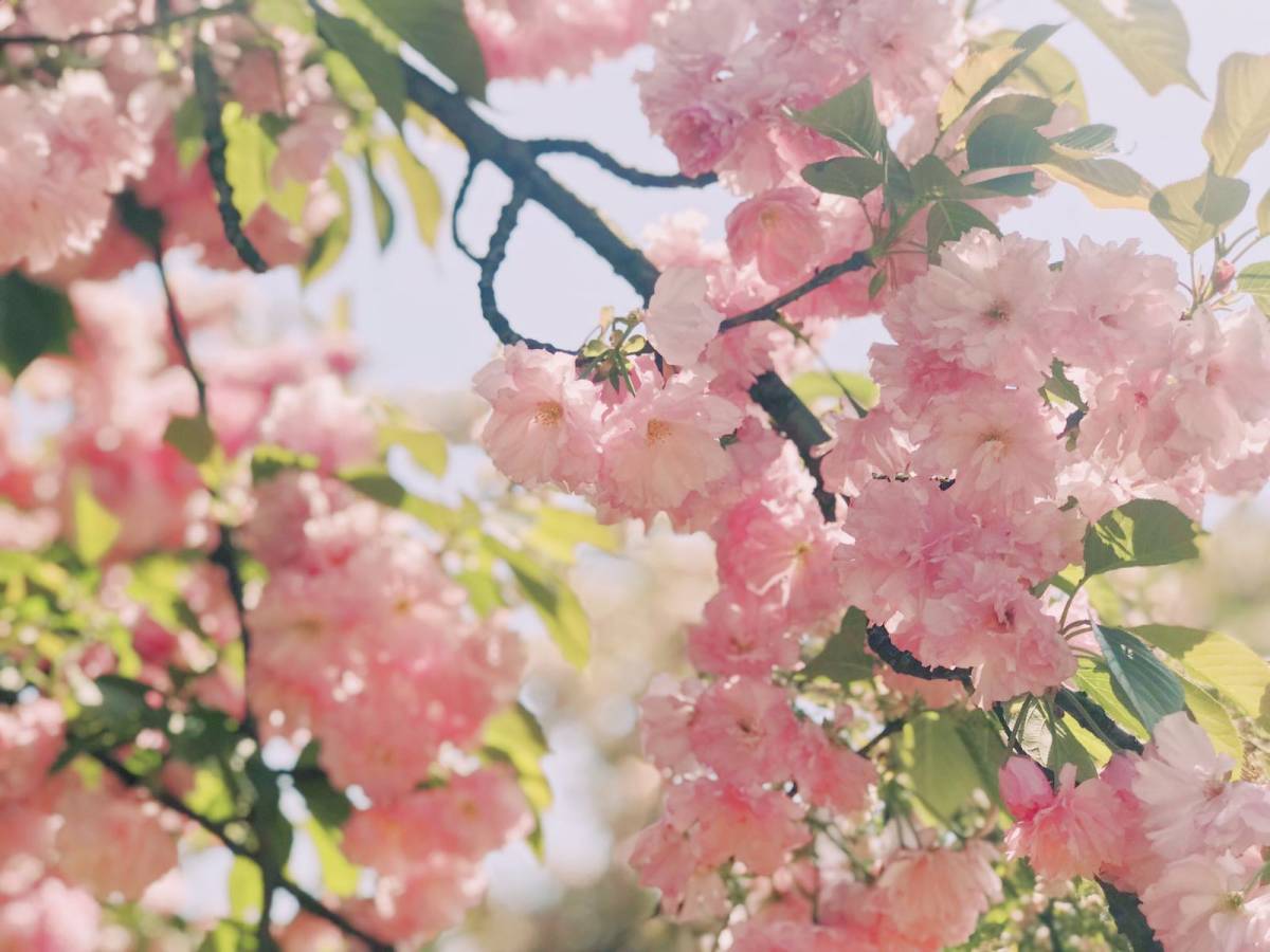 春日赏樱好去处-武汉磨山景区🌸  武汉的樱花超级有名，除了