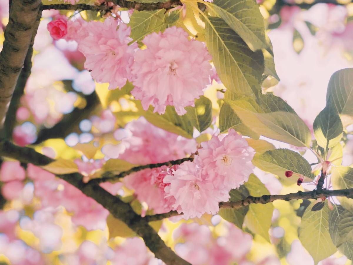 春日赏樱好去处-武汉磨山景区🌸  武汉的樱花超级有名，除了