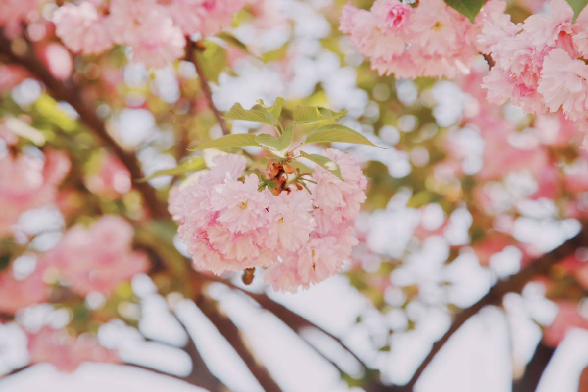 春日赏樱好去处-武汉磨山景区🌸  武汉的樱花超级有名，除了