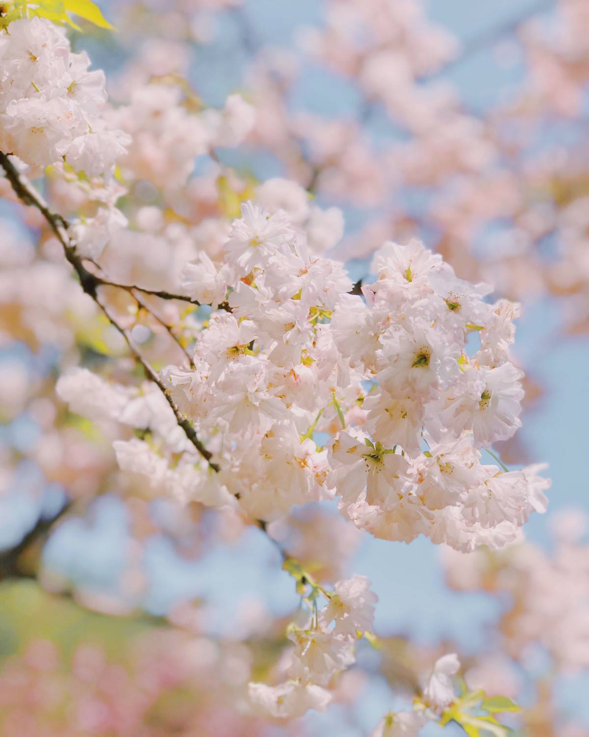 春日赏樱好去处-武汉磨山景区🌸  武汉的樱花超级有名，除了