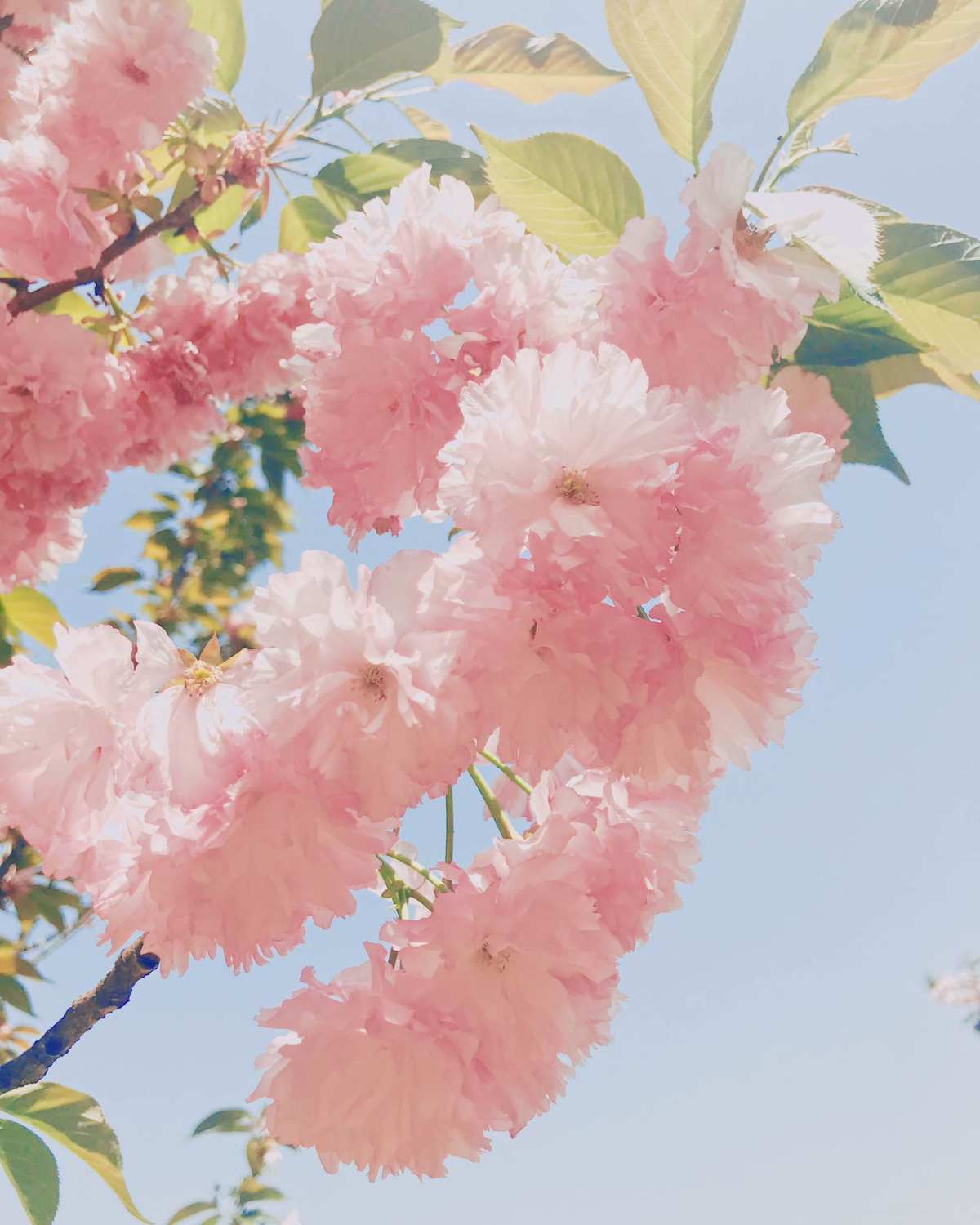 春日赏樱好去处-武汉磨山景区🌸  武汉的樱花超级有名，除了