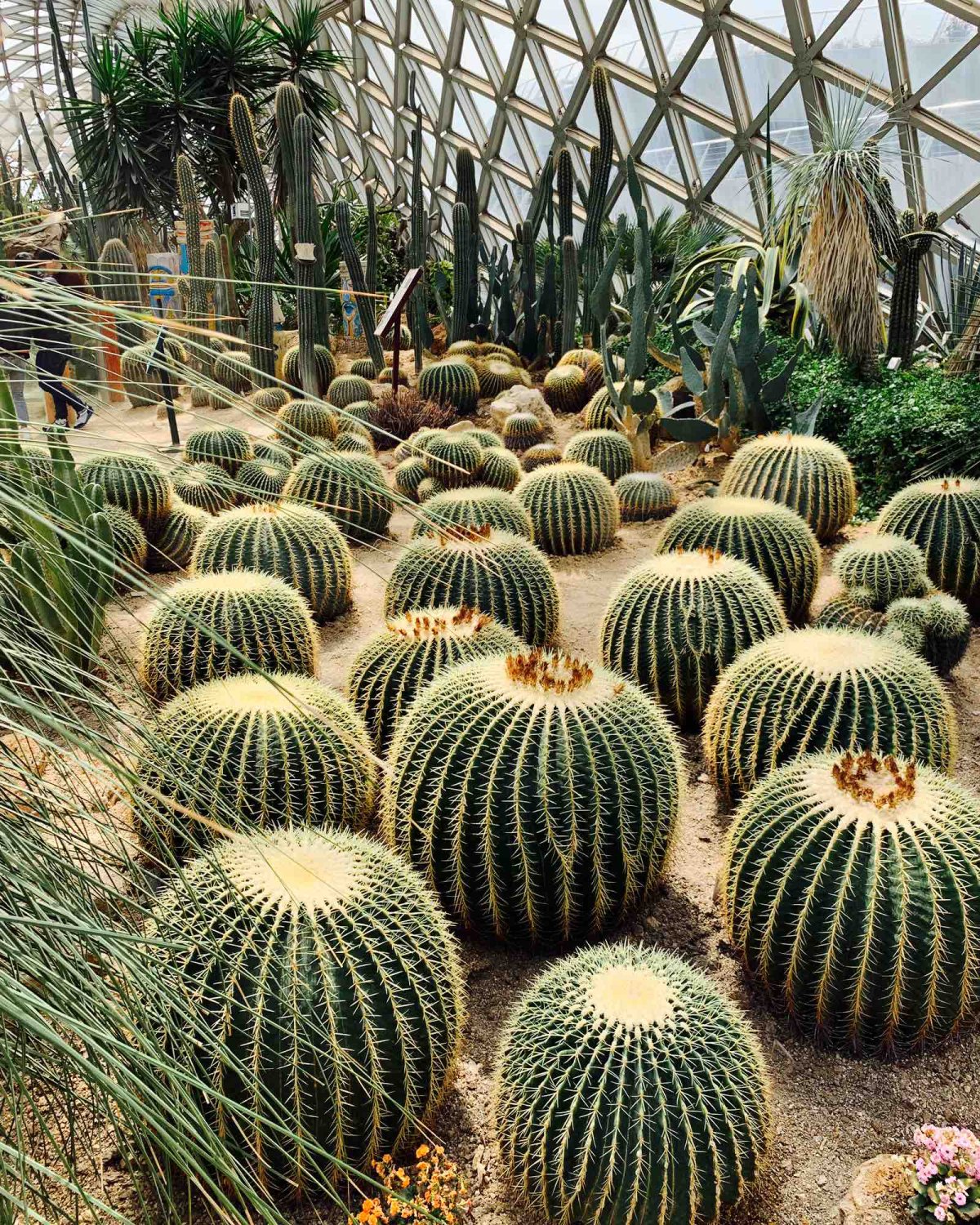 带着宝贝逛辰山植物园 门票可以在淘宝上买，比在现场买便宜不少