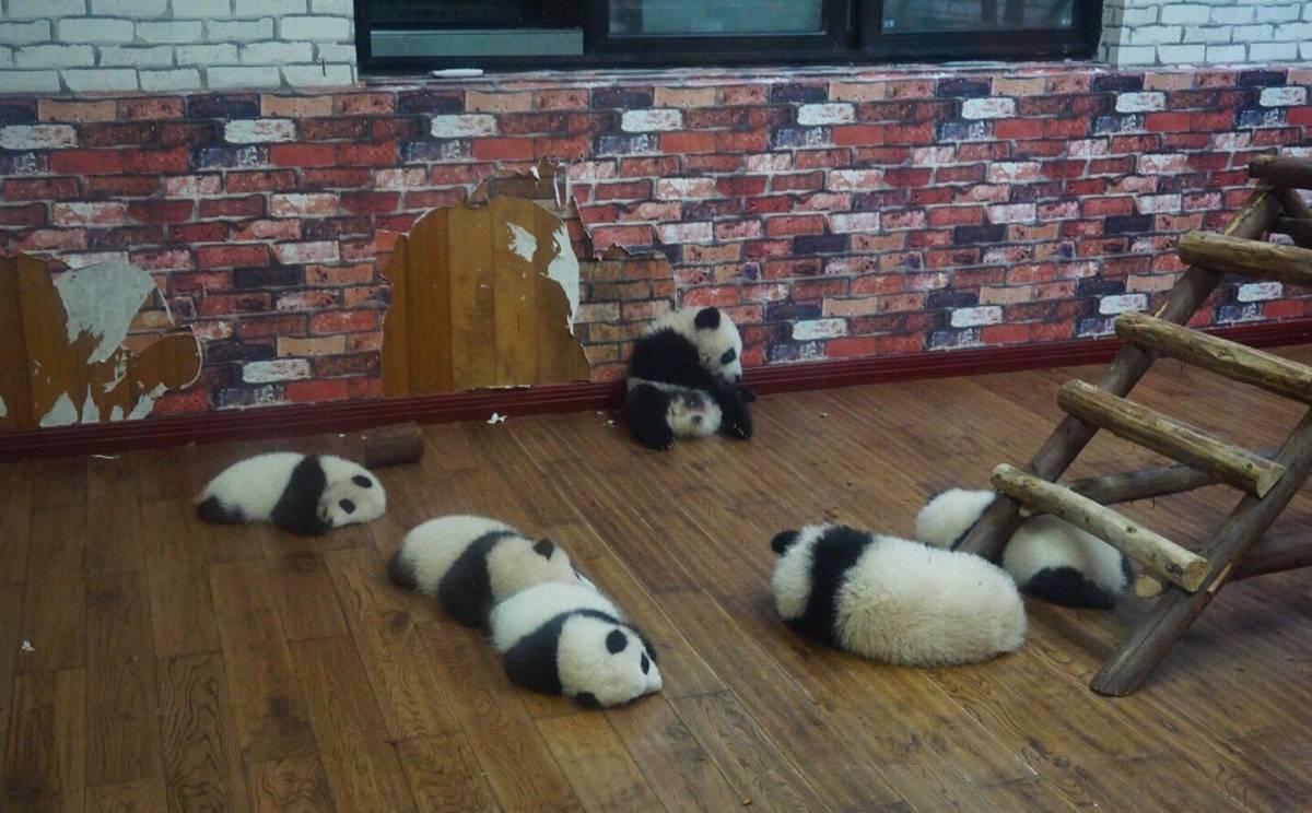 八月晒单也疯狂之🎉成都大熊猫基地🐼 🍇来成都一定要来大