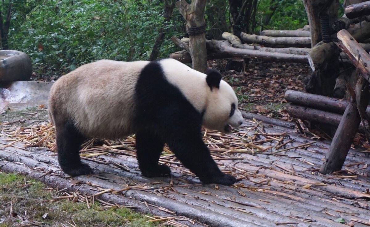八月晒单也疯狂之🎉成都大熊猫基地🐼 🍇来成都一定要来大