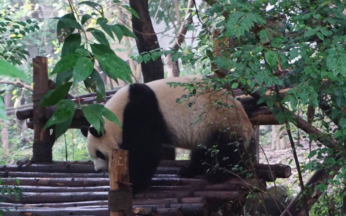 八月晒单也疯狂之🎉成都大熊猫基地🐼 🍇来成都一定要来大