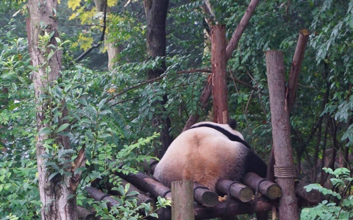 八月晒单也疯狂之🎉成都大熊猫基地🐼 🍇来成都一定要来大